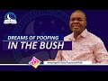 Dream About Pooping in the Bush - Find out the Biblical Meaning