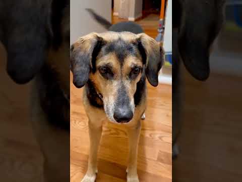 Daisy, an adopted Coonhound Mix in Amherst, MA_image-1