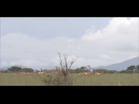 Laurie Marker, Ph.D., Cheetah Conservation Fund