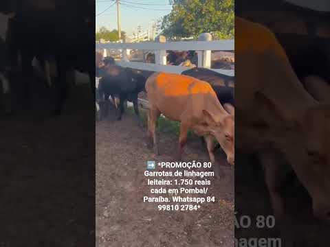 80 Garrotas de linhagem leiteira: 1.750 reais cada em Pombal/ Paraíba. Whatsapp 84 99810 2784*