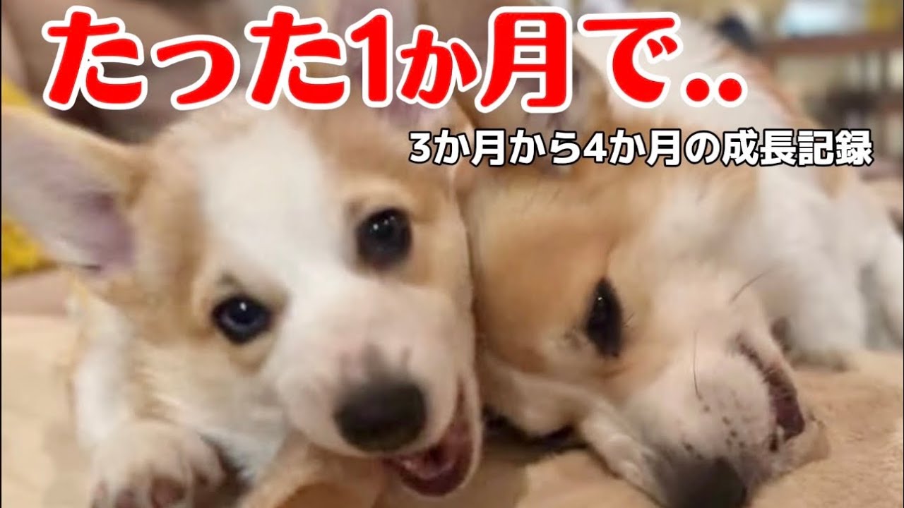 【多頭飼い】子犬コーギー3〜4ヶ月のリアルな毎日🐾初めてだらけの1ヶ月
