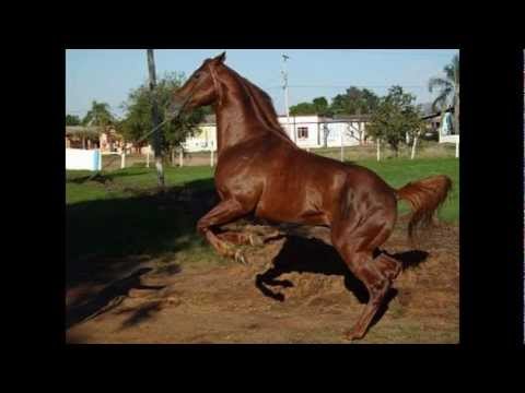 Puro Sanguê Inglês