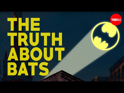 , title : 'The truth about bats - Amy Wray'