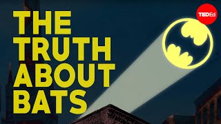 TED-Ed - The Truth About Bats
