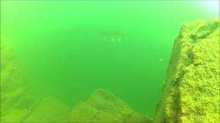 buceo en Orellana | Playa de Orellana - Badajoz orellana la vieja España foto 1