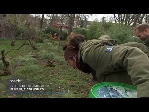 Trailer Elefant, Tiger & Co. | MDR