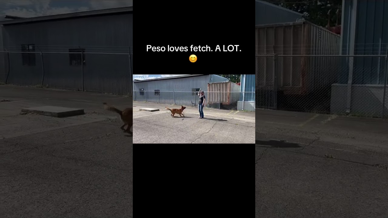 Peso, a Adoptable mixed breed in St. Helena, CA video 5/6