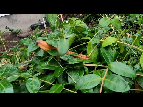 Slug Scaling Periwinkle and Slug Day at the Beach - Hyperlapses