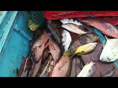 kitang sa ilog, jackpot sa mangagat! (El mangrove)