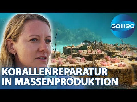 Coral Maker: Biologist produces 10,000 coral skeletons daily