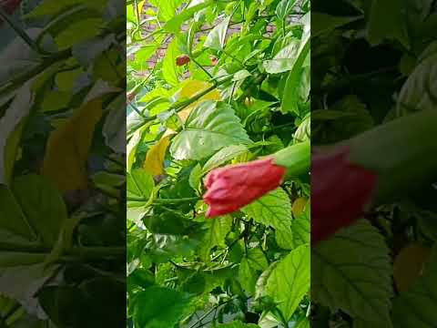 14 अगस्त 2025