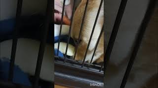 お風呂に行くのが嫌なフミちゃん🐾#フミ日和#犬#犬のいる暮らし#雑種#雑種犬