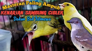 Download lagu Masteran pleci dakbal malam hari, tembakan kenari sambung ciblek mp3 Download lagu Masteran pleci dakbal malam hari, tembakan kenari sambung ciblek mp3