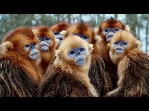 Out There ft. SIA - Seven Worlds, One Planet Unreleased Soundtrack