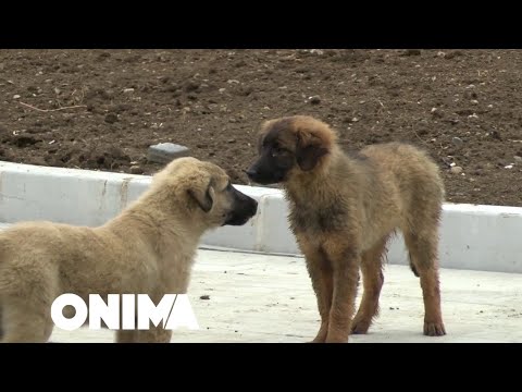 me Shukin: Mitrovica e Serbëve VS Shqiptarëve