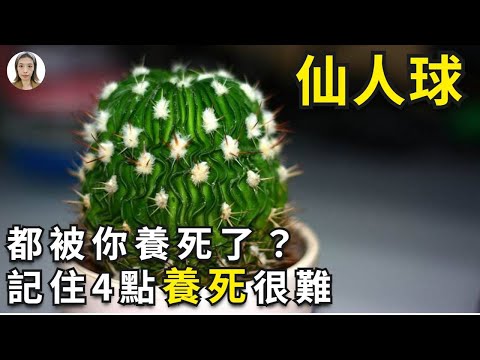 養仙人掌