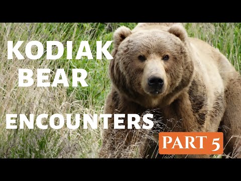 6 encounters with giant bears in 1 day ! Kodiak Alaska.