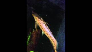 blue base cross back