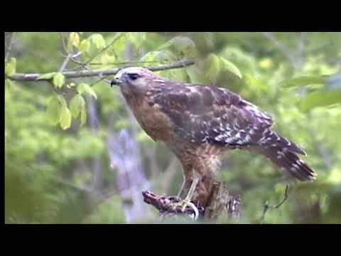 Identifying Birds in your own Backyard, WONDERFUL FOOTAGE of Over 50 types of birds.