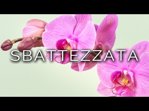 1083-IT Orchidea, SBATTEZZATA - Ipnosi Esoterica ∞ Lucio Carsi
