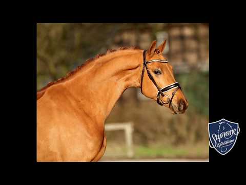 'ELTON' 2015 Rhineland gelding by ESCOLAR x LAURENTIANER x FLORESTAN