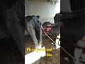 Animals Meeting Bull And Buffalo Short Animals Status Short Video Plz Subscribe And Like It M
