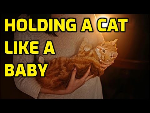 Is It Bad To Hold A Cat Like A Baby?