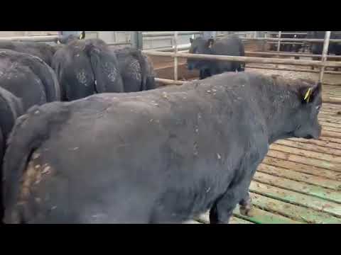 20 PROPER ABERDEEN ANGUS - Image 2