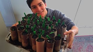 Starting My Seedlings In Toilet Paper Tubes! FRUGAL GARDENING!