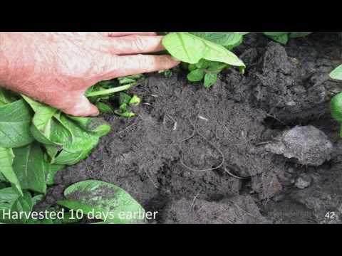 Humate Fertilizers  on Crops - Presentation Video