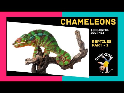 Chameleon Chronicles - A Colorful Journey, Reptiles Part 1 for Kids by GURUKIDZ