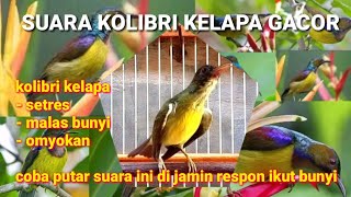 Download lagu SUARA KOLIBRI KELAPA GACOR || pancingan ampuh buat terapi kolibri kelapa agar bunyi || korlap/wiceh mp3 Download lagu SUARA KOLIBRI KELAPA GACOR || pancingan ampuh buat terapi kolibri kelapa agar bunyi || korlap/wiceh mp3