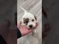 Mini Goldendoodle dogs for sale: Isabella - Video 1