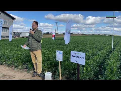 Nawożenie selera, a pozostałości metali ciężkich w warzywach korzeniowych