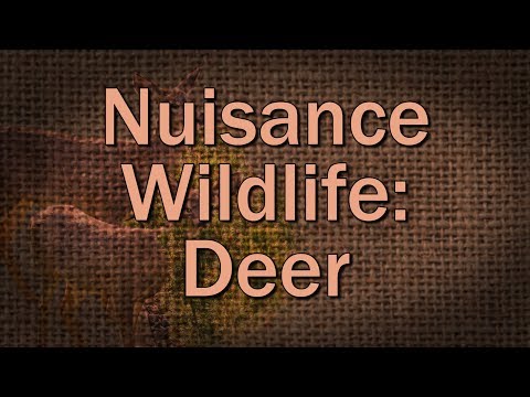 Nuisance Wildlife: Deer – Family Plot