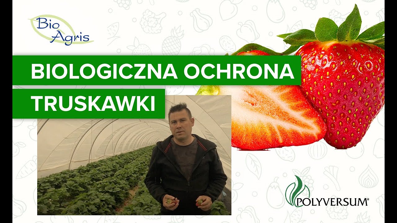 POLYVERSUM WP 50G R-181/2012