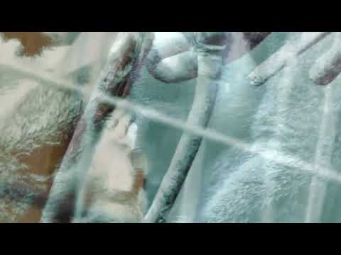 Mallbangs - "You Can Have It All"