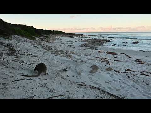 Wallaby eating mushrooms at the beach