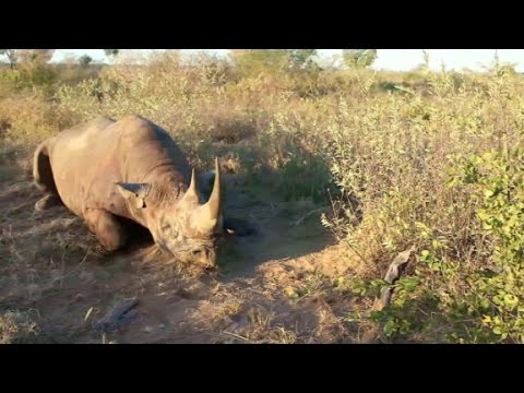 download lagu mp3 mp4 Do Rhinos Eat Meat, download lagu Do Rhinos Eat Meat gratis, unduh video klip Do Rhinos Eat Meat