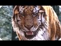 THE TIGER Movie TRAILER Action Adventure Movie HD