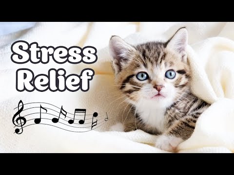 😻 Cat Purring & 528Hz Healing Cat Music ♬ Sleep Music for Anxiety and Stress Relief