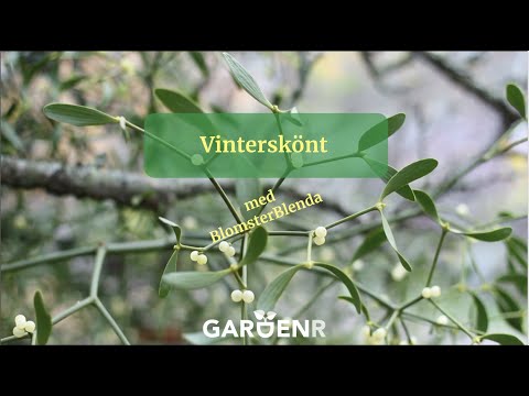 Vinterskönt med BlomsterBlenda - Trädgårdshacks med GardenR