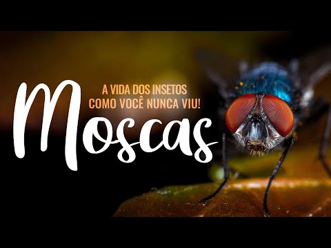 A VIDA DOS INSETOS COMO VOCÊ NUNCA VIU: MOSCAS!