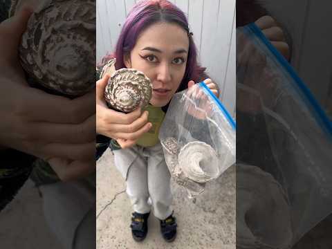 I made Mother of Pearl ! #pearlize #seashells #wavyturbansnail #beachcomb #chemistry #muriaticacid