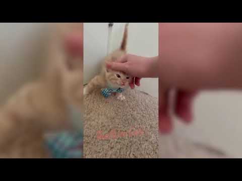 This is why Cat is the Most Cute Animal (Cute and Funny Cat Videos Compilation 2021)
