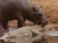 Hippo Vs Crocodile at the water hole Killing Frenzy ...