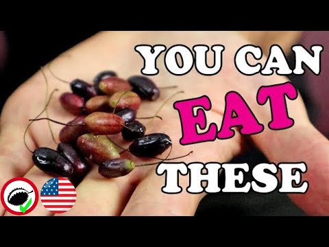 FUCHSIA BERRIES (Fuchsia magellanica) - Weird Fruit Explorer Ep. 351