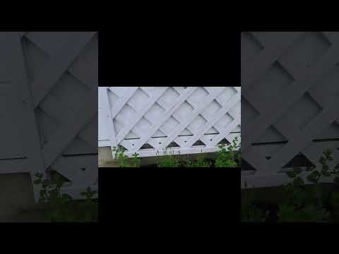 bac-a-fleurs-petunias-violet-rebord-fenetre