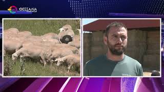 "ΧΑΘΗΚΕ" Η ΜΑΧΗ ΜΕ ΤΗΝ ΕΥΛΟΓΙΑ ΣΤΗ ΘΕΣΣΑΛΙΑ - ΣΕ ΑΠΟΓΝΩΣΗ ΟΙ ΚΤΗΝΟΤΡΟΦΟΙ 21 08 2025