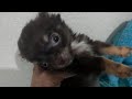 Chihuahua dogs for sale: Tcup Twix LC Chihuahua Male  - Video 2